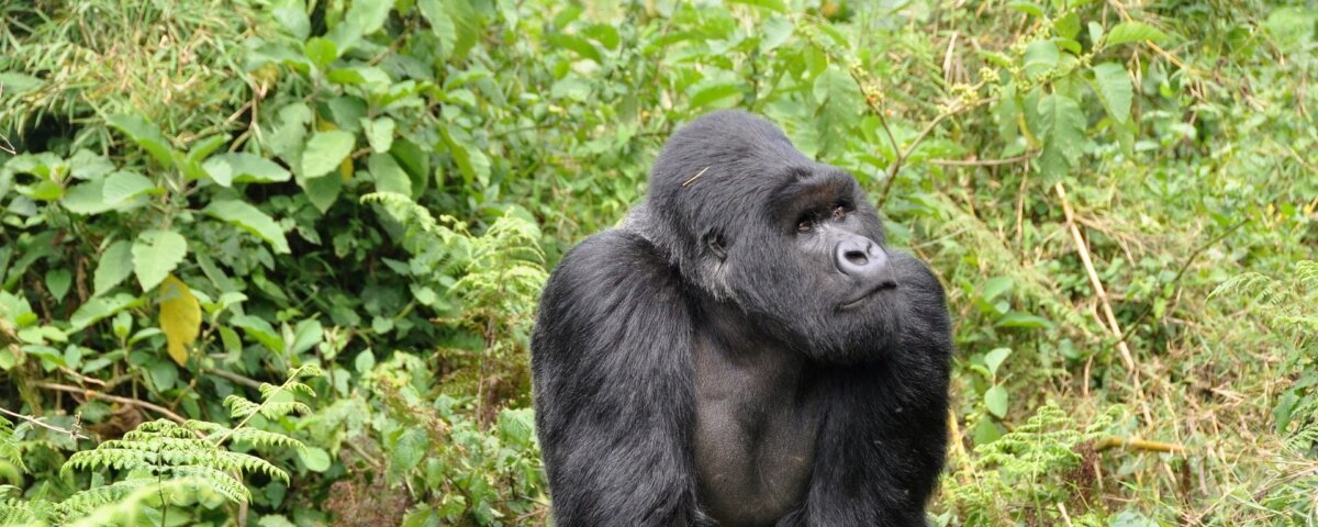 What is a gorilla afraid of?