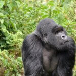 What is a gorilla afraid of?