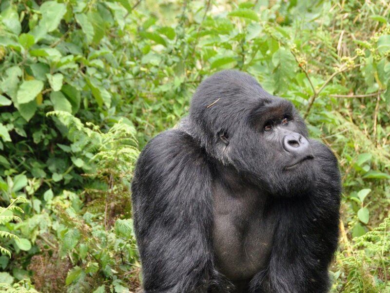 What is a gorilla afraid of?