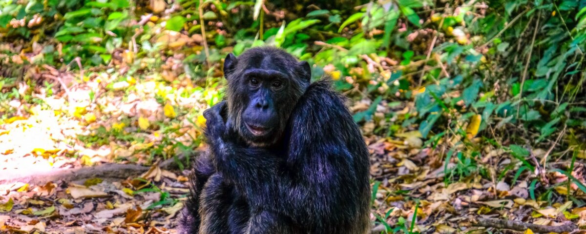 chimpanzee trekking permit