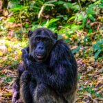 chimpanzee trekking permit
