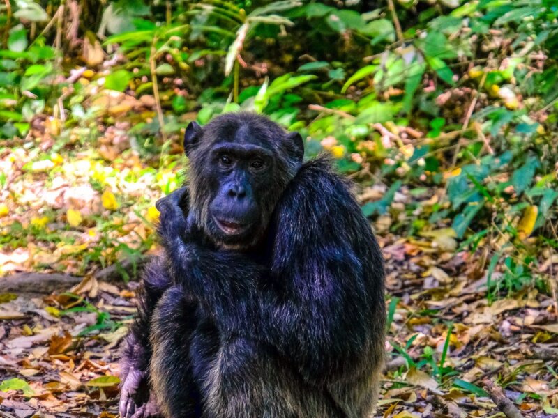 chimpanzee trekking permit
