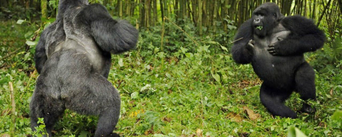silverbacks
