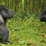 silverbacks