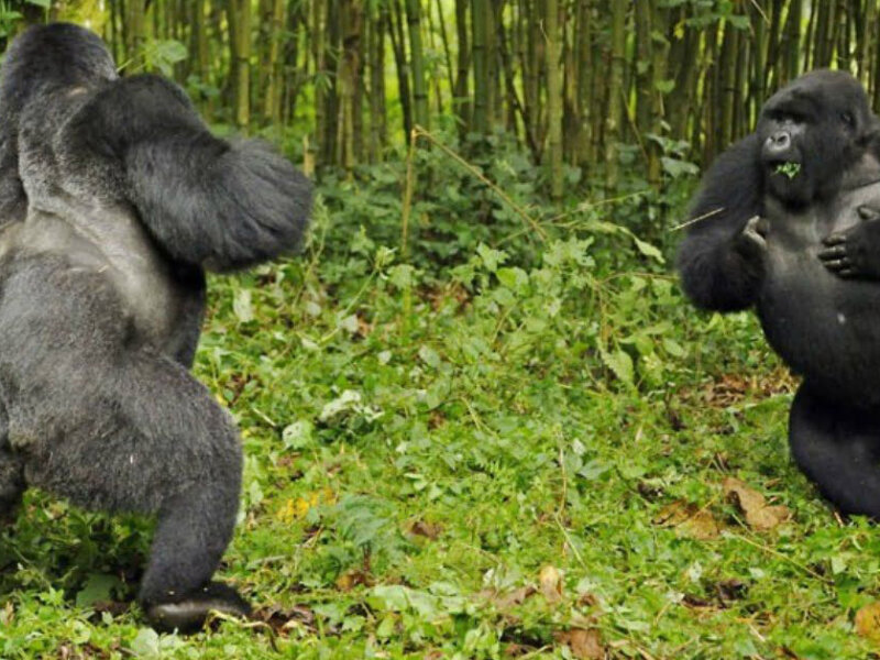 silverbacks