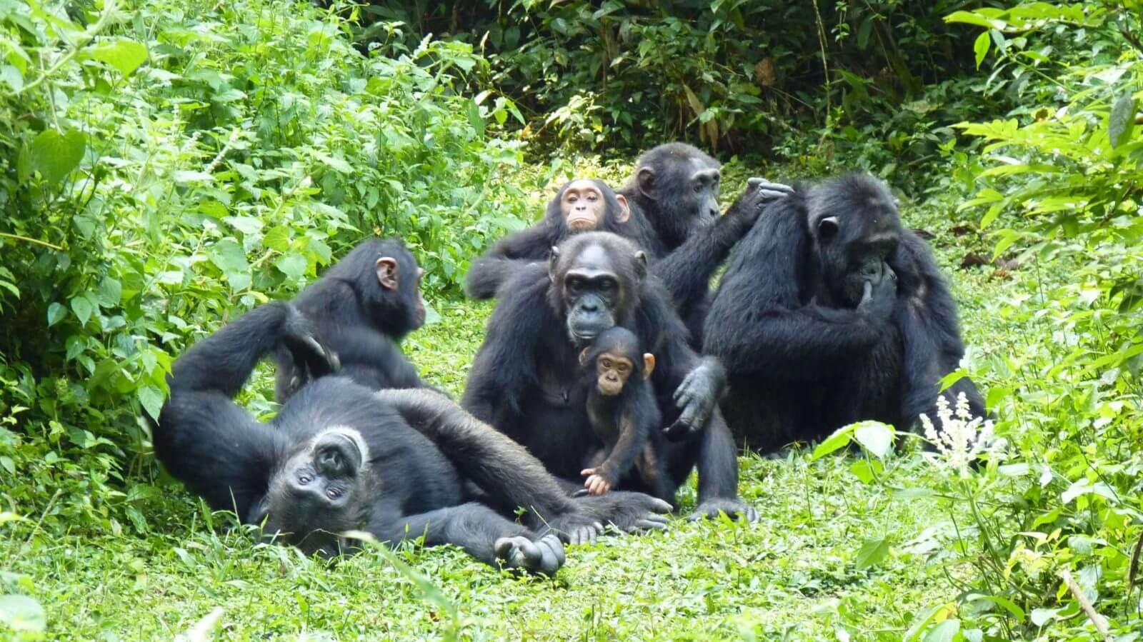 17 Days East African Safari - Chimpanzee Tracking in Kibale