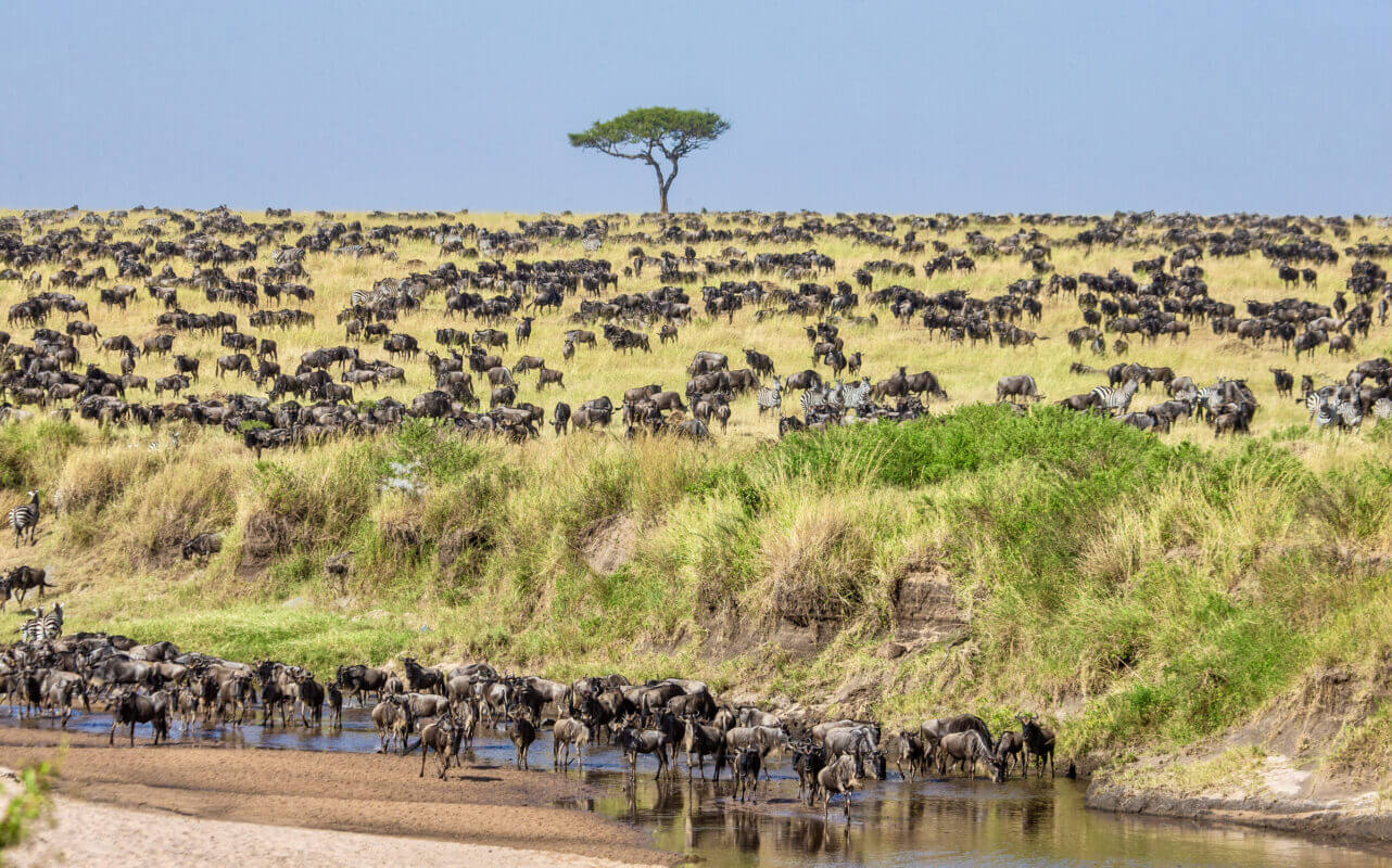 17 Days East African Safari