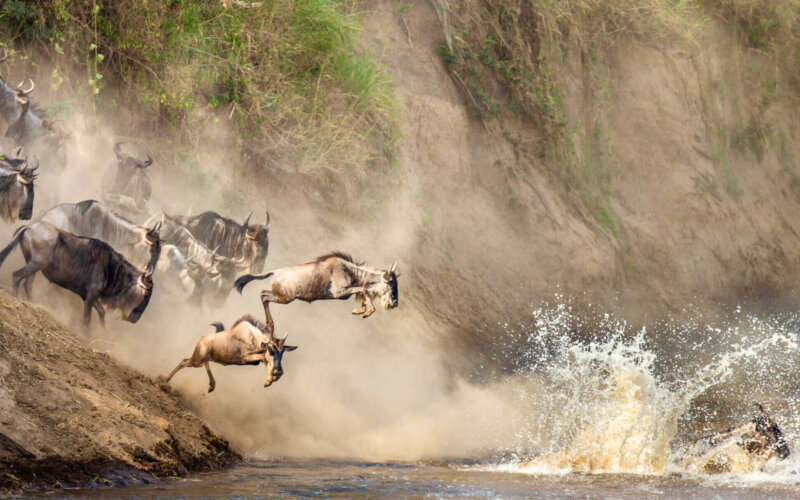17 days Kenya Tanzania and Uganda safari 17 days Kenya Tanzania and Uganda safari