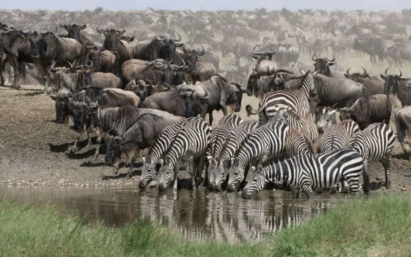 20 Days East African Safari 20 Days East African Safari