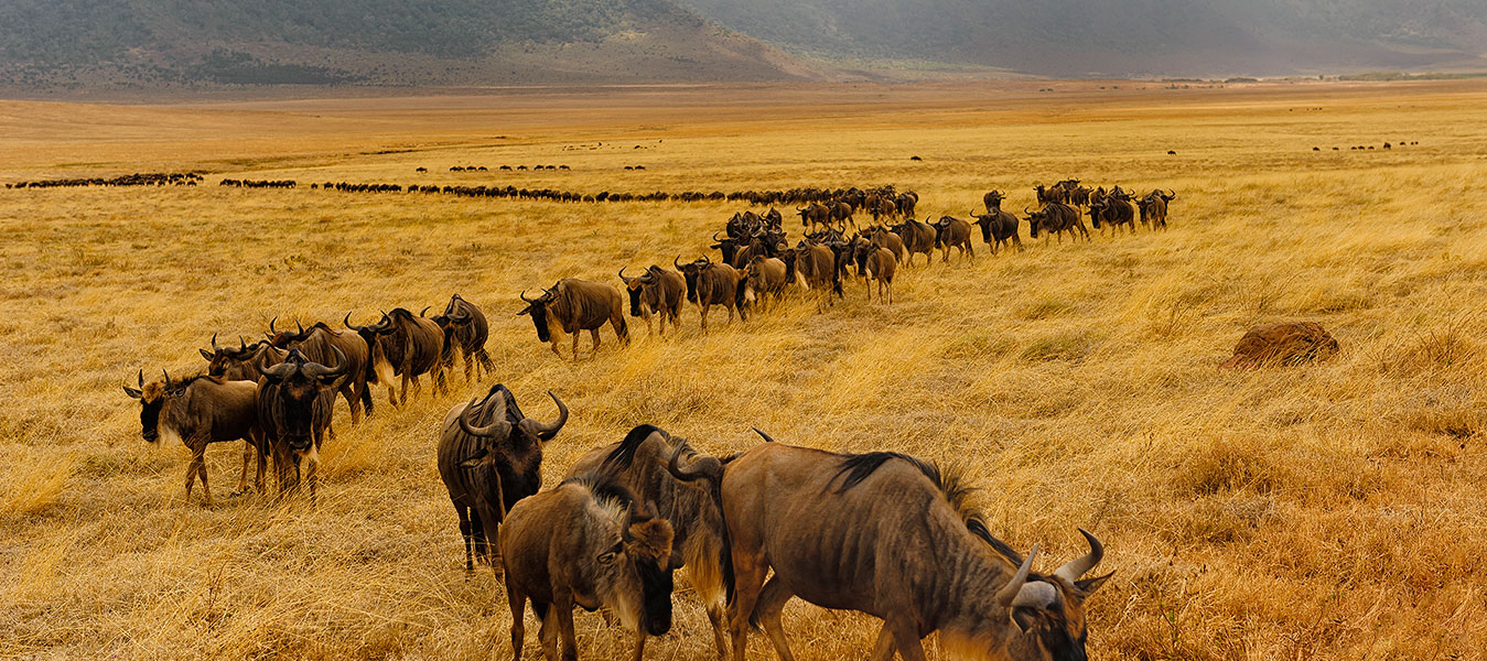 20 Days East African Safari - masai mara