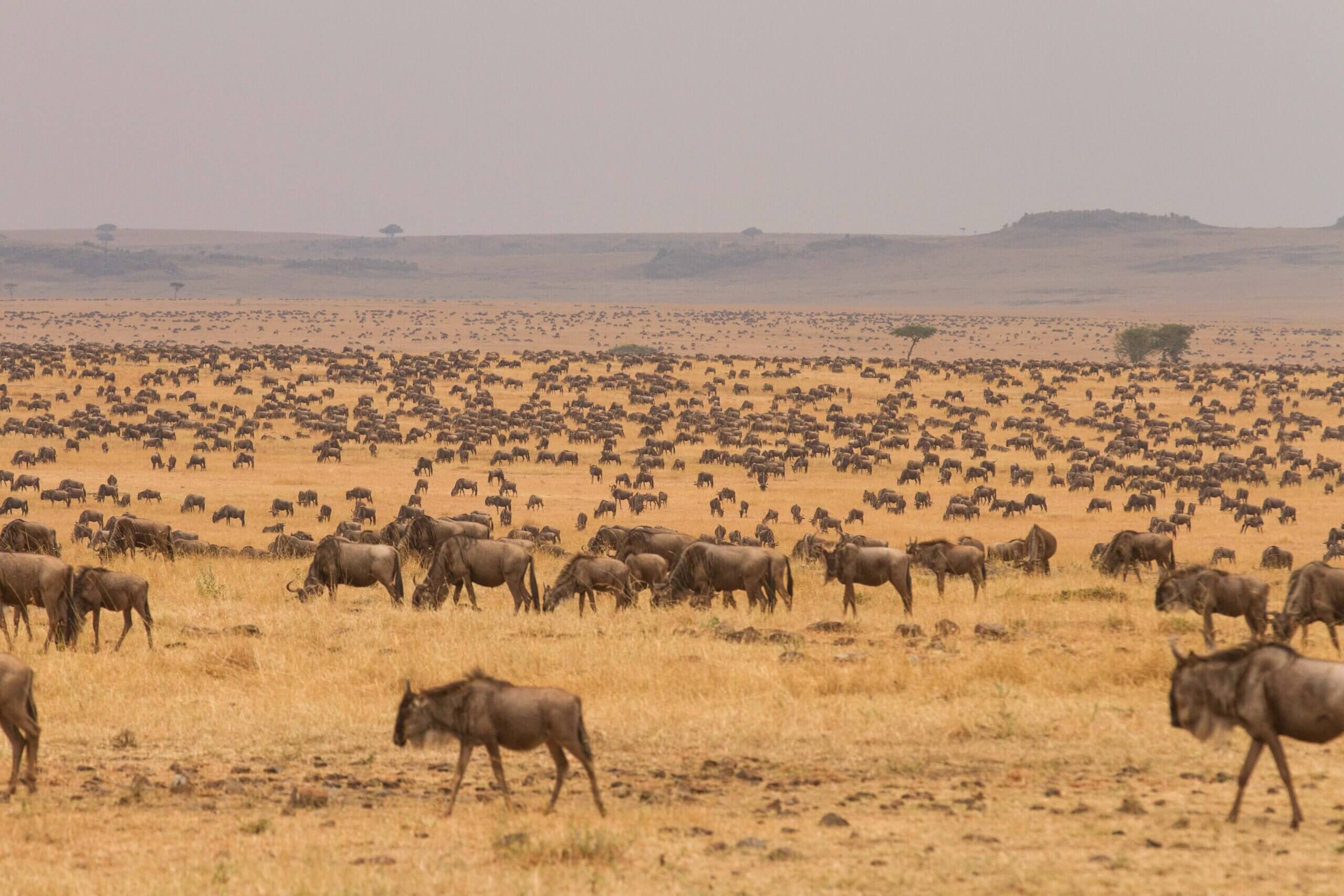 20 Days East African Safari - Serengeti National Park