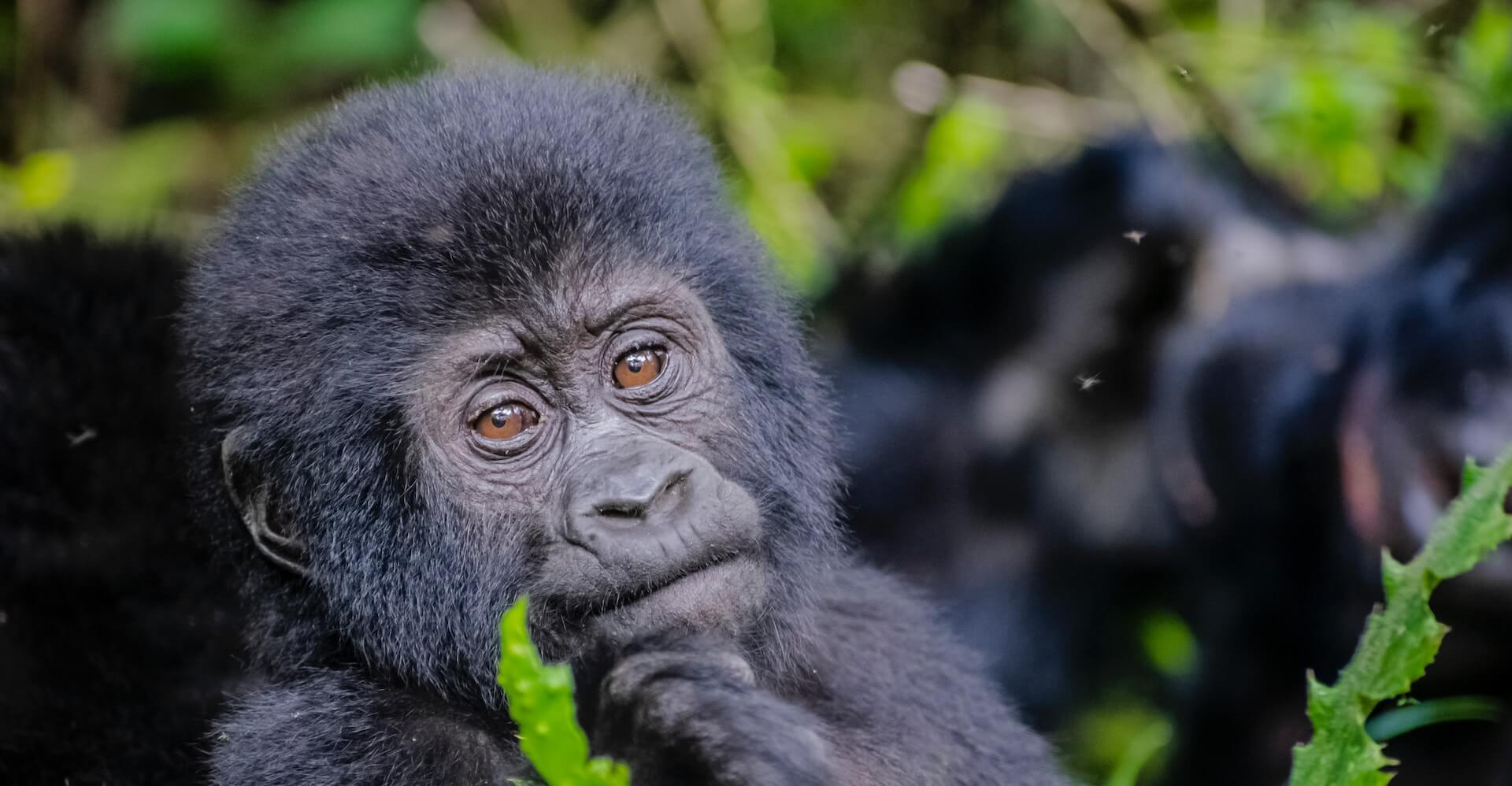 3 Days Budget Gorilla Trekking in Mgahinga National Park