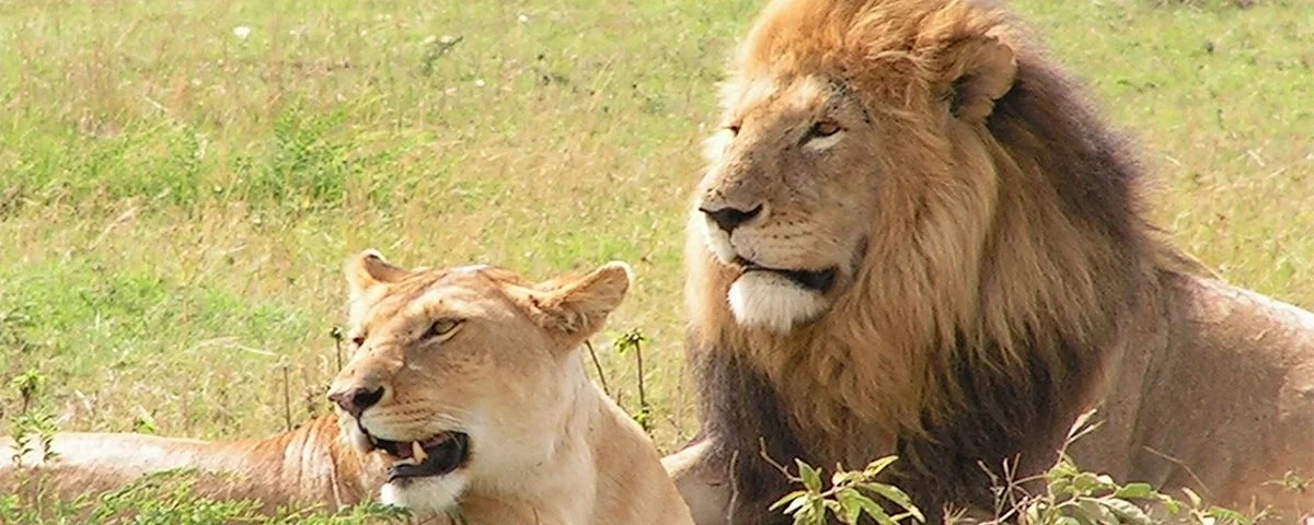Best Places to See Lions in Uganda