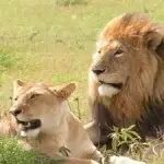 Best Places to See Lions in Uganda