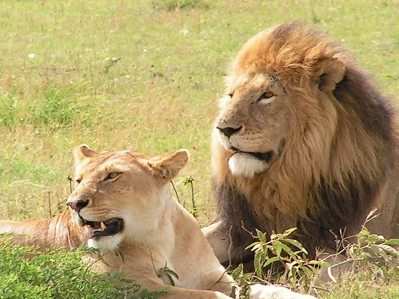 Best Places to See Lions in Uganda