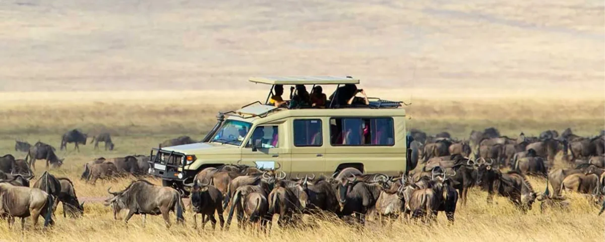 Combining Serengeti Safari and Gorilla Trekking in Uganda
