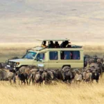 Combining Serengeti Safari and Gorilla Trekking in Uganda