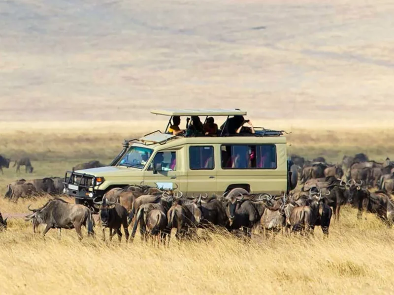 Combining Serengeti Safari and Gorilla Trekking in Uganda
