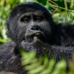 Gorilla Trekking in Mgahinga from Canada
