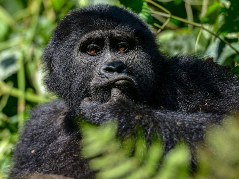 Gorilla Trekking in Mgahinga from Canada