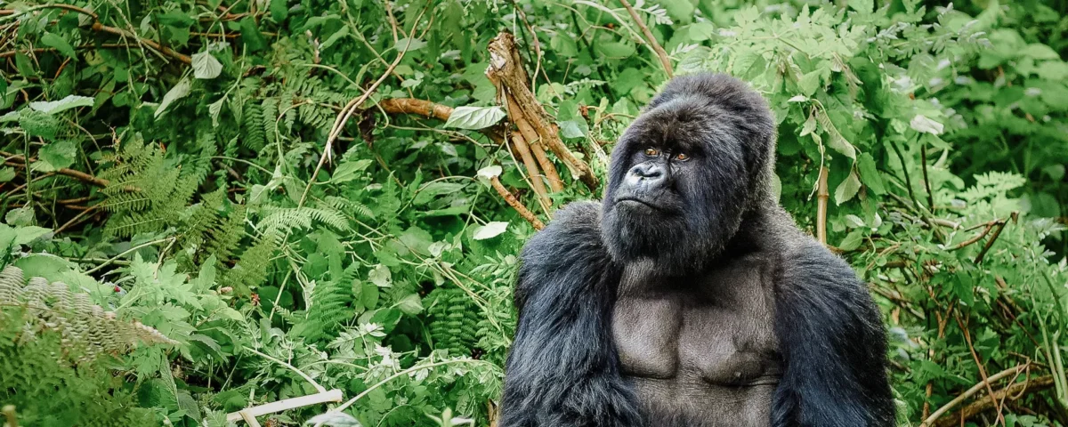 Gorilla Trekking in Rwanda from Canada