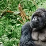 Gorilla Trekking in Rwanda from Canada