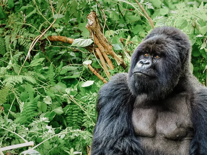 Gorilla Trekking in Rwanda from Canada