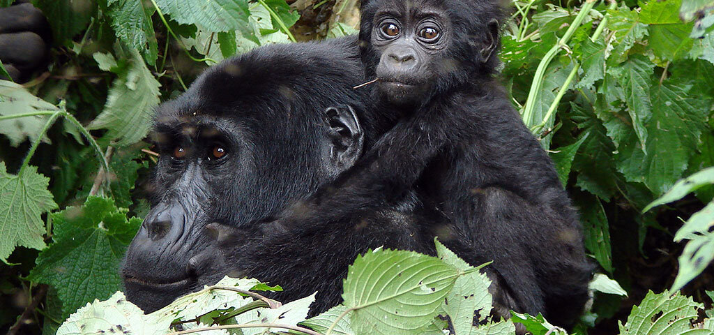 Gorilla Trekking in Rwanda from Italy