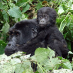 Gorilla Trekking in Rwanda from Italy