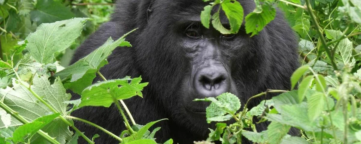 Gorilla Trekking in Rwanda from USA