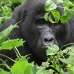 Gorilla Trekking in Rwanda from USA