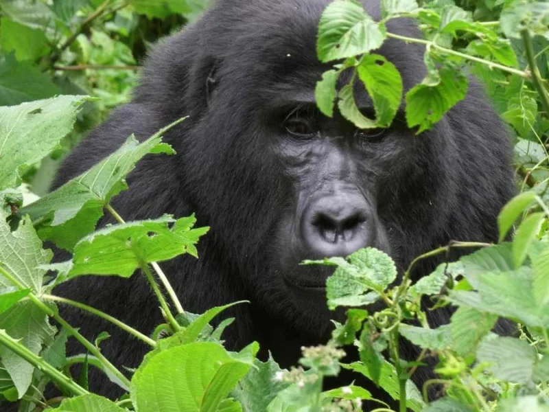 Gorilla Trekking in Rwanda from USA