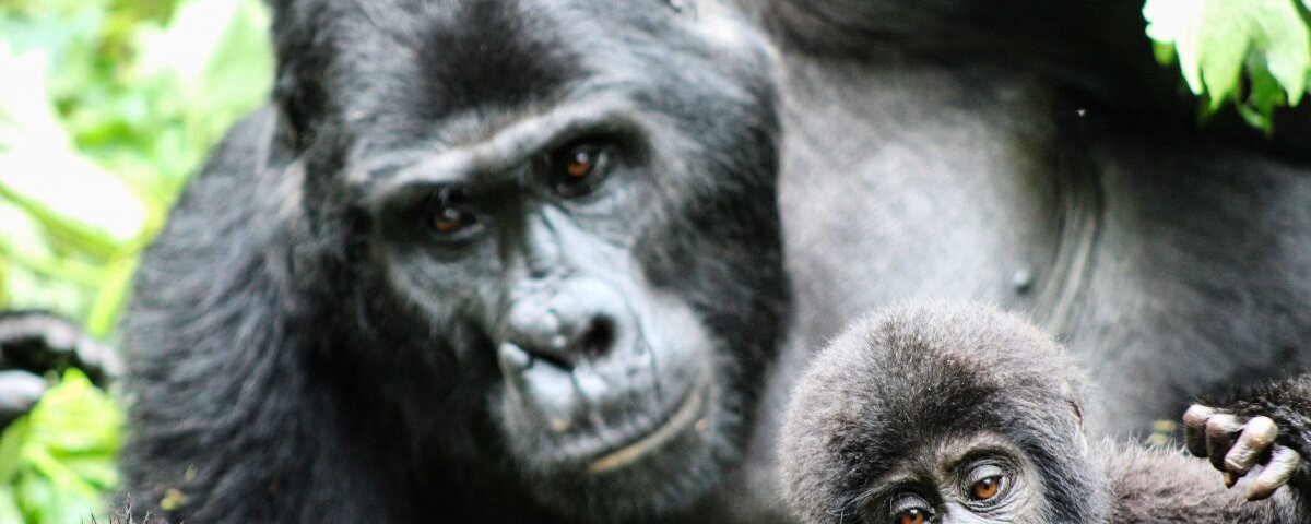 Gorilla trekking in Rwanda from Europe