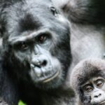 Gorilla trekking in Rwanda from Europe