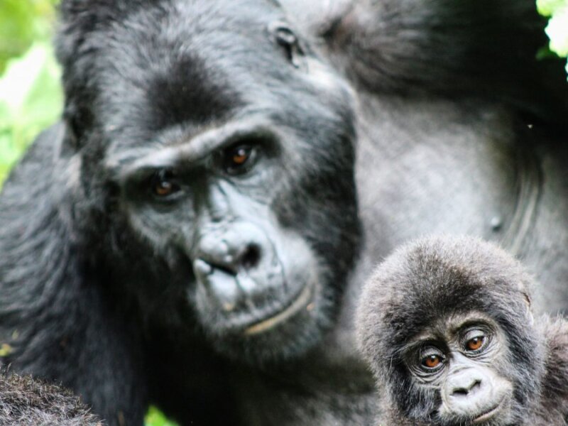 Gorilla trekking in Rwanda from Europe