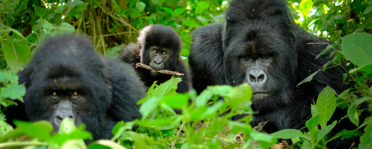 Nyakagezi Gorilla Family of Mgahinga