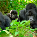 Nyakagezi Gorilla Family of Mgahinga