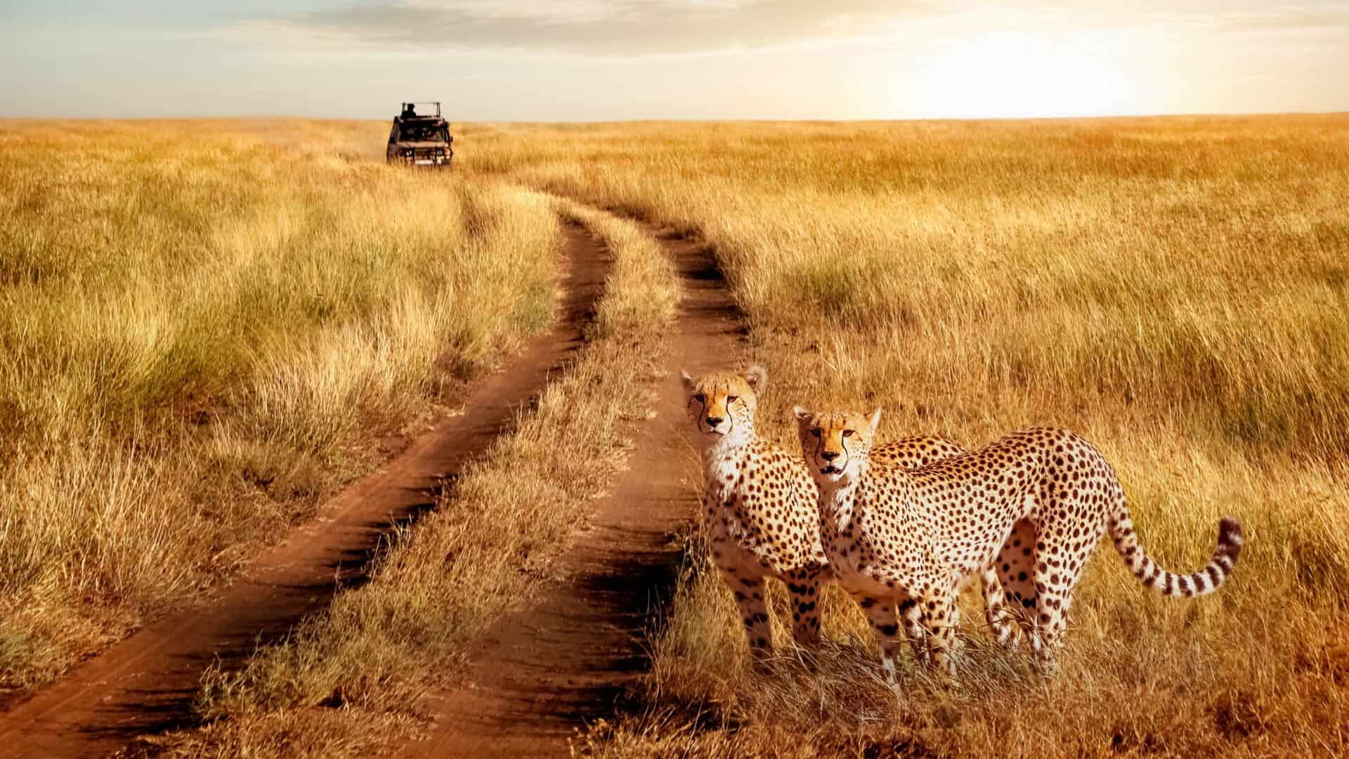 Serengeti National Park - Cheetah
