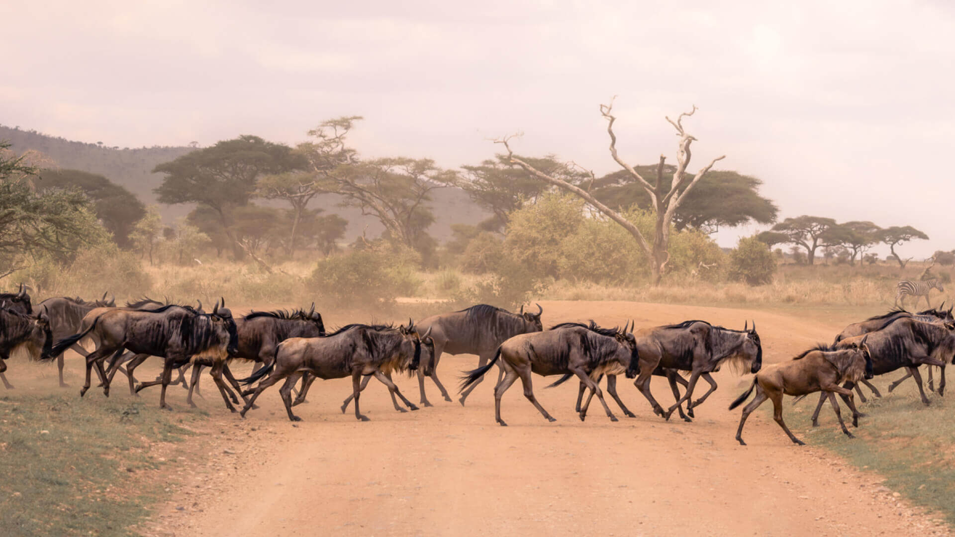 Serengeti National Park - Wildlife
