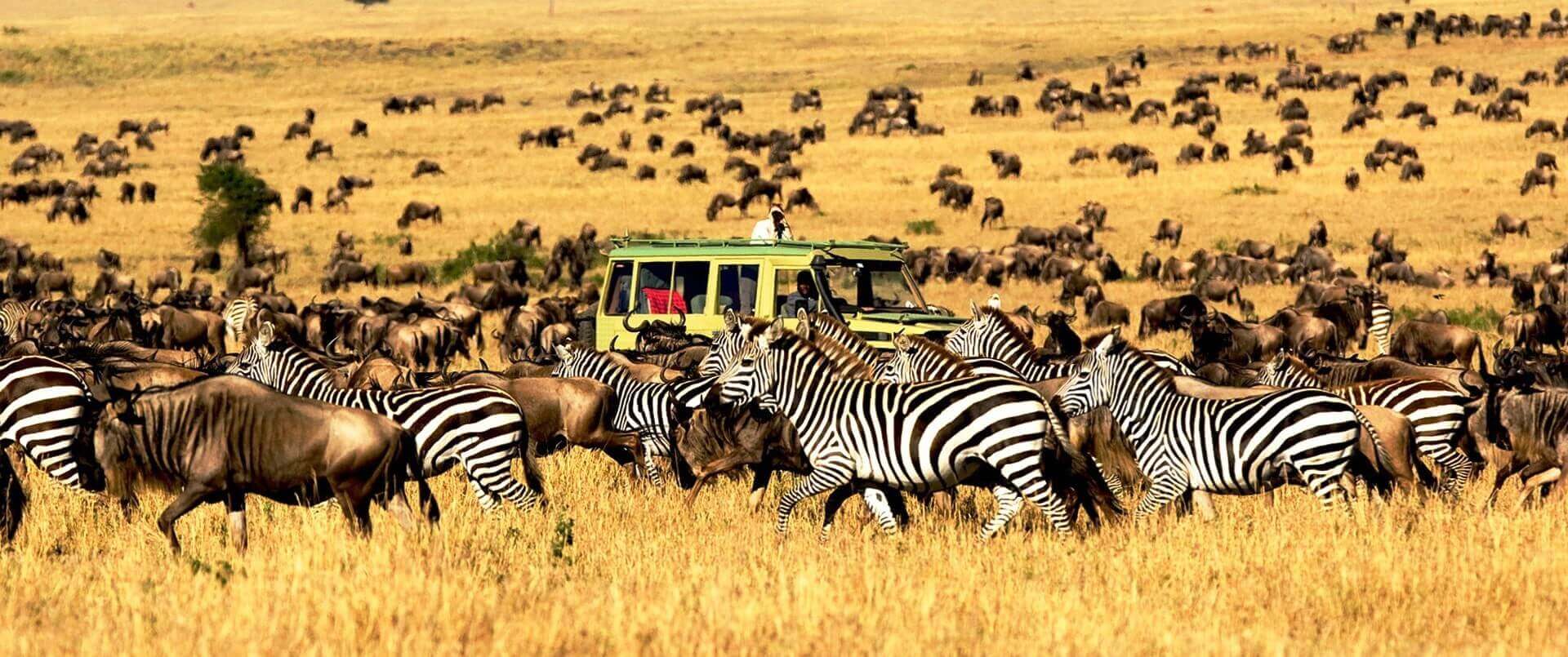 Serengeti National Park - Zebra