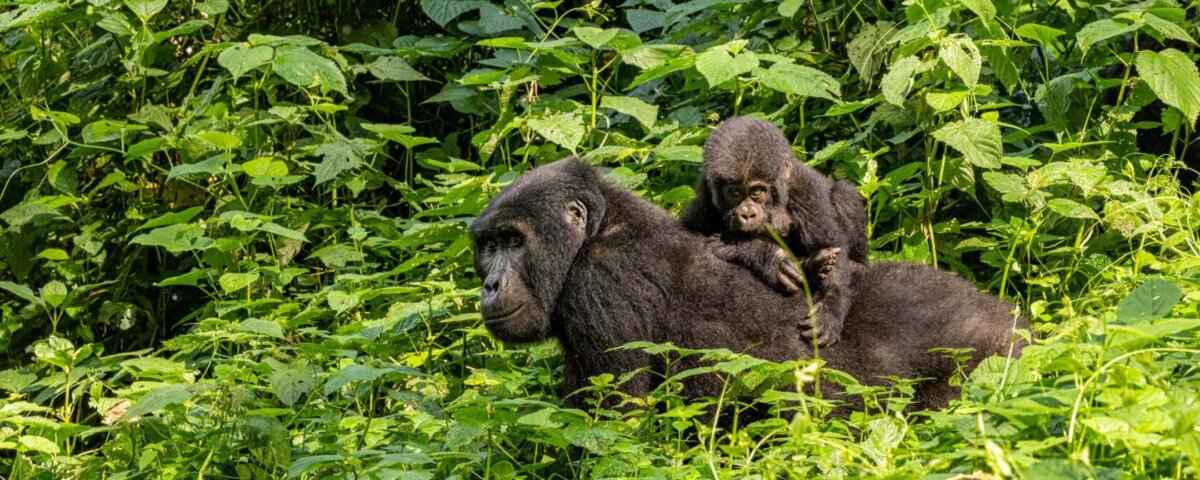 Small Group Tours to Uganda from Australia