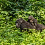Small Group Tours to Uganda from Australia
