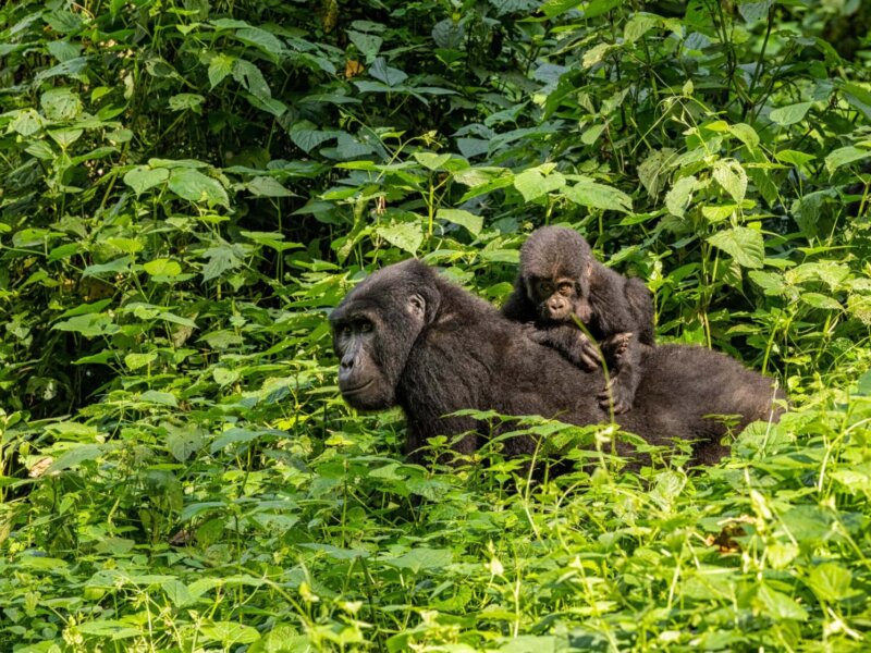 Small Group Tours to Uganda from Australia