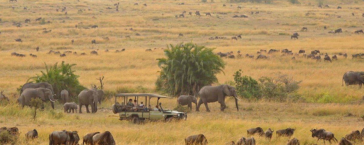Tanzania Game Drives Safari