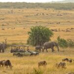 Tanzania Game Drives Safari
