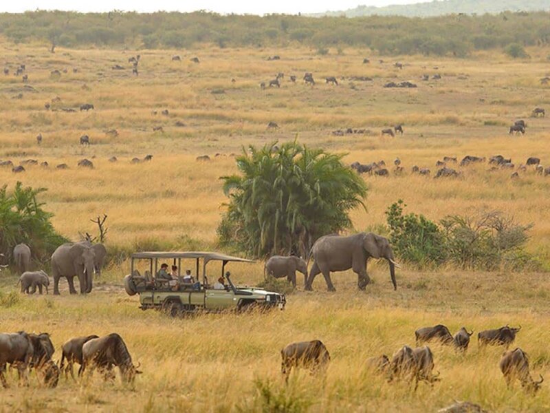 Tanzania Game Drives Safari
