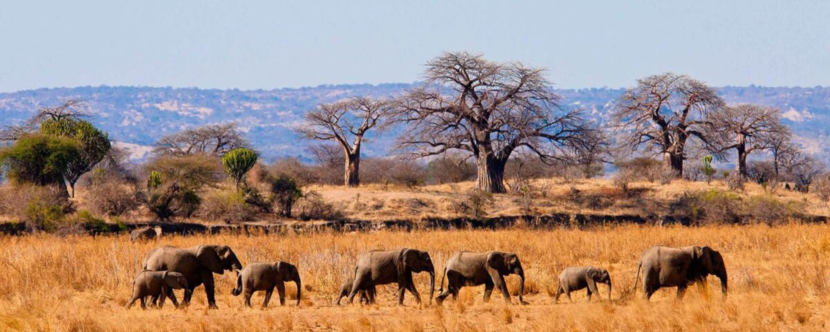 Tarangire and Gorilla Trekking Safari