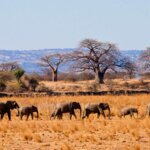 Tarangire and Gorilla Trekking Safari