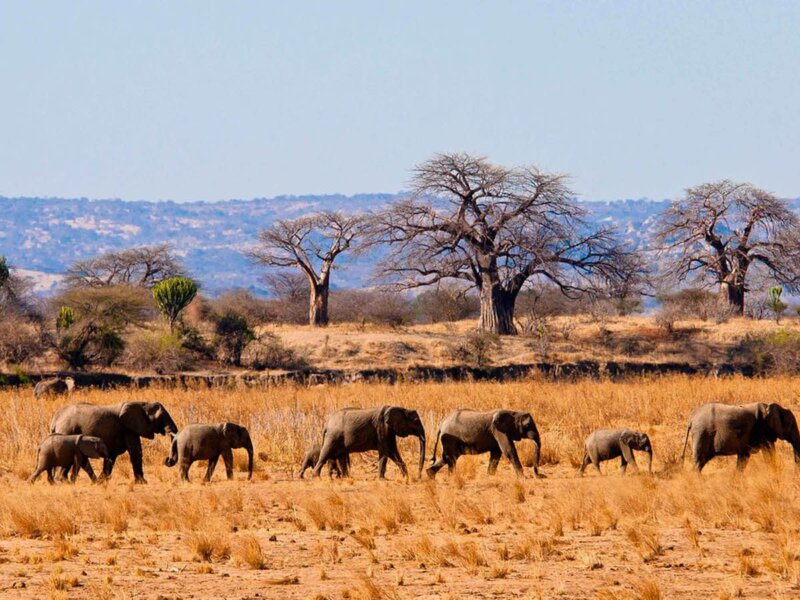 Tarangire and Gorilla Trekking Safari
