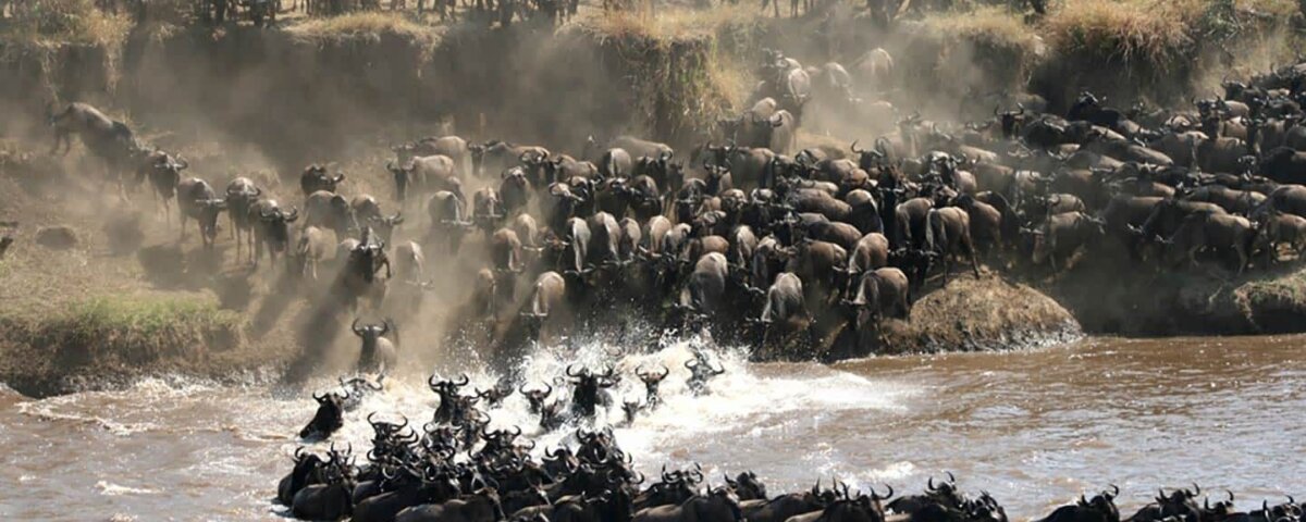 The Great Migration in Tanzania